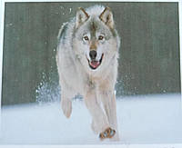 Набор алмазной вышивки "Одинокий волк" снег зима лес месяц холод полная выкладка мозаика 5d наборы 30х40 см