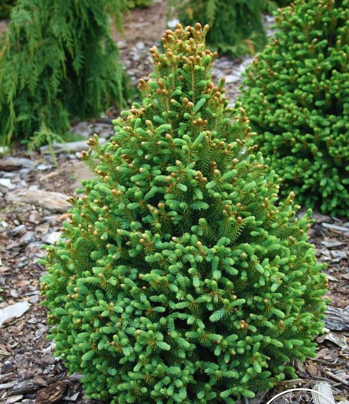 Саджанці Ялини канадської Пирамидалис Компакта, 4-х річна (Picea glauca Pyramidalis Compacta) С3