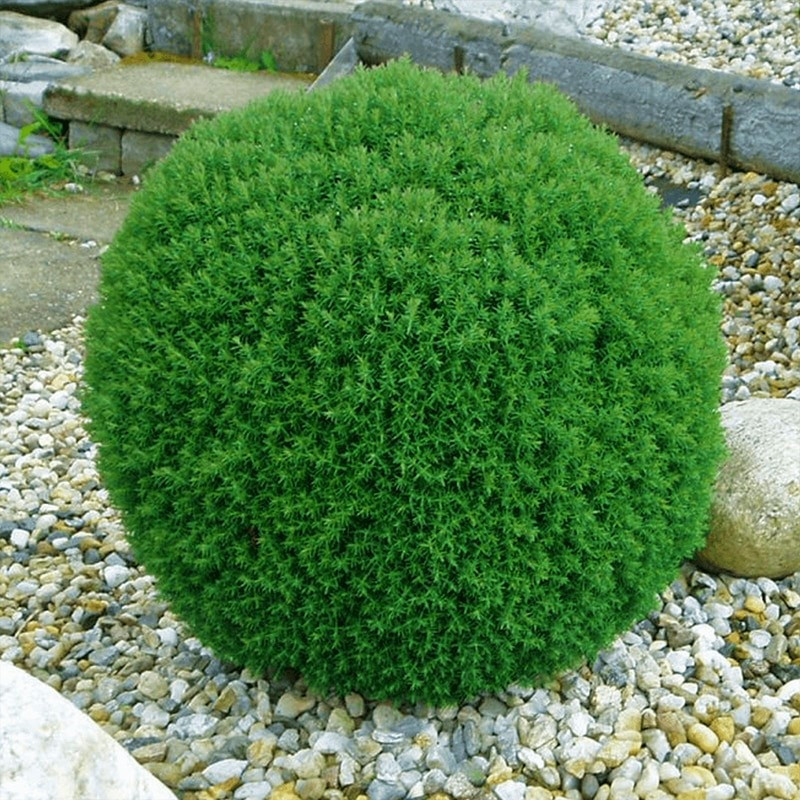 Саджанці Туї західної Тедді, 3-х річна (Thuja occidentalis Teddy) С2