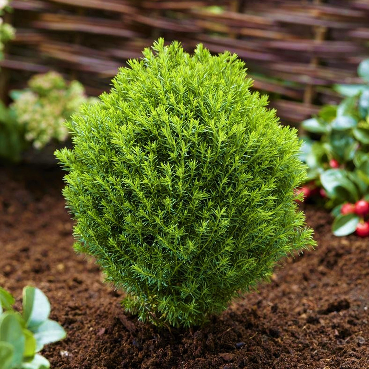 Саджанці Туї західної Тедді (Thuja occidentalis Teddy) Р9