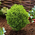 Саджанці Туї західної Тедді, 4-х річна (Thuja occidentalis Teddy) С3, фото 2