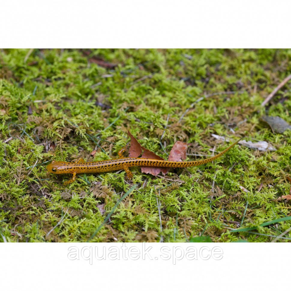 Живой мох Komodo Habitat Moss 100г (83030) - фото 4 - id-p1629424397