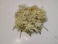 Бузина чорна, квітки