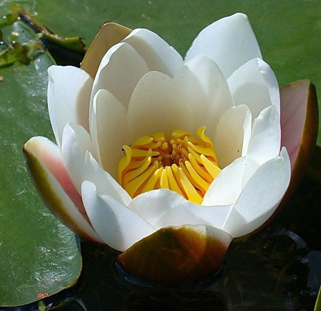 Нимфея семена белая водная лилия - фото 1 - id-p1629736956