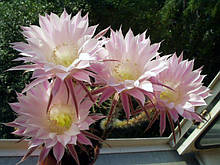 Кактус ехінопсис рожевий. Молоді вкорінені рослини