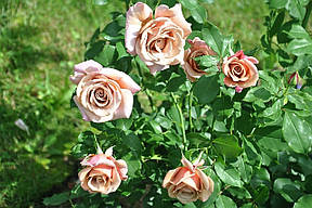 Троянда Коко Локо (Koko Loko) Флорибунда, фото 2