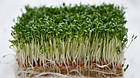 Льняний килимок для мікрозелені, фото 6