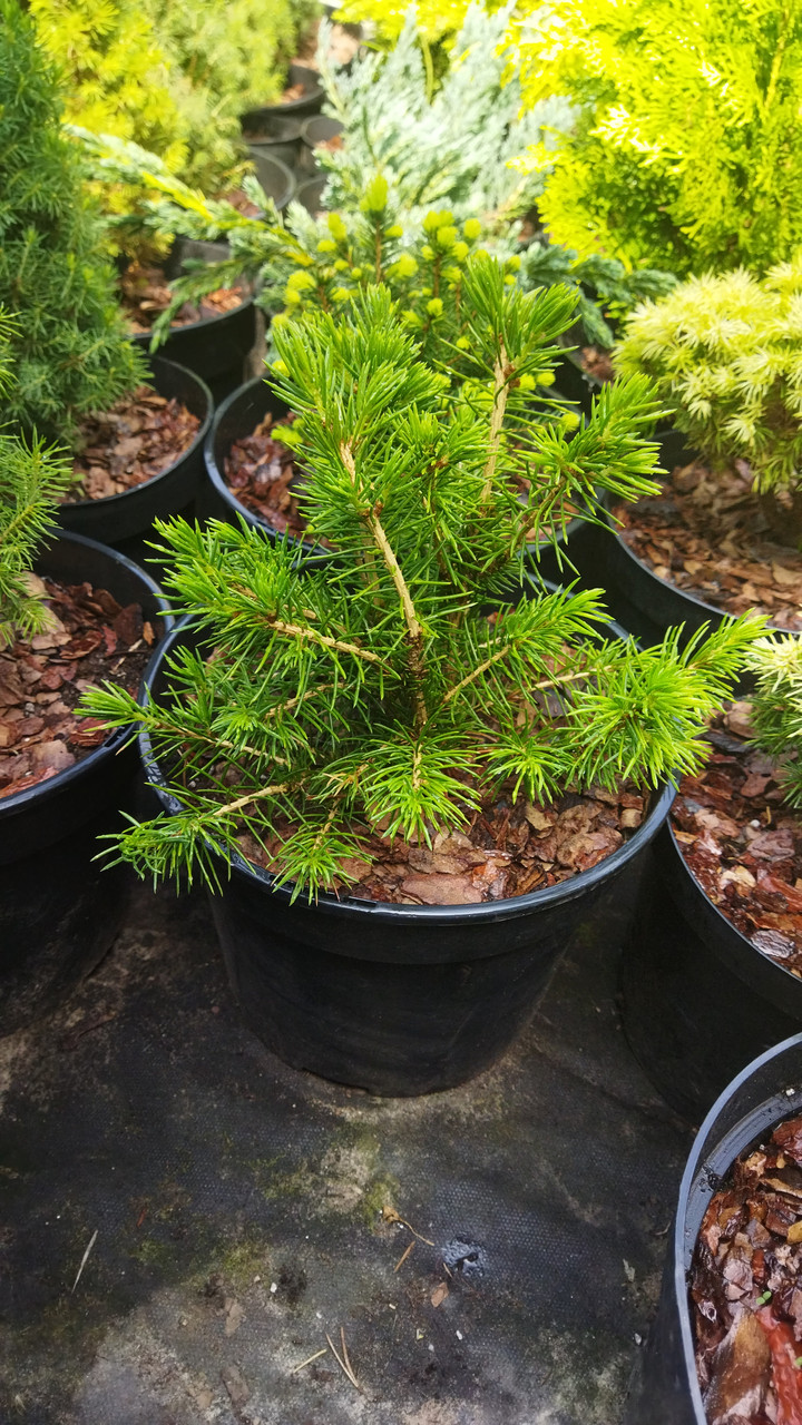 Ель Томпа (ID#1485056588), цена: 300 ₴, купить на Prom.ua