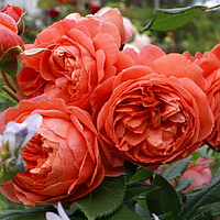 Саженцы роз «Ред Оранж» (английских пионовидных) ЗКС