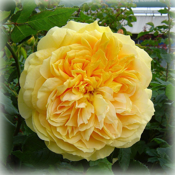 Троянда Сан іде Жардін / Голден Зест (Cent Idees Jardin / Golden Zest), шраб в контейнері