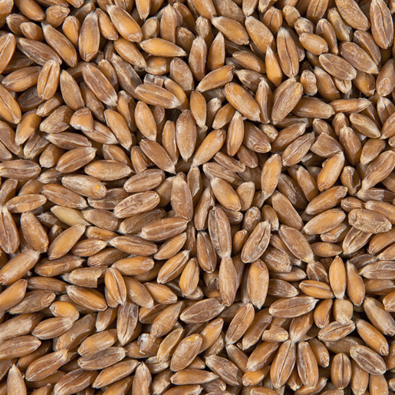 Спельта зерно 3 кг