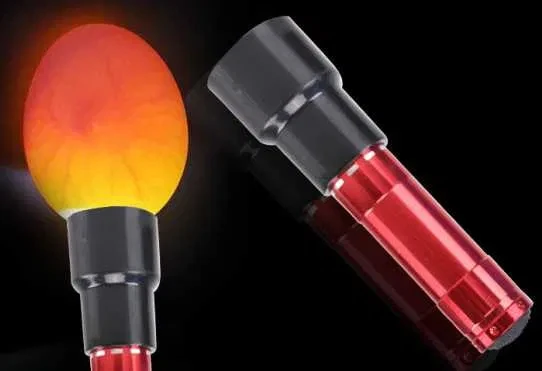 Овоскоп-ліхтарик для перевірки яєць просвічування тестерчінг, фото 1