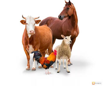 КОРМ ДЛЯ ТВАРИН