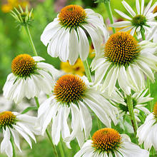 Ехінацею Purpurea White Swan кореневище
