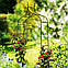 Арка садова-пергола GardenLine PERG-N6078, фото 4