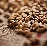 Солод спеціальний Меланоїдиновий (Melanoidin Malt) 0.5 кг. Weyermann. Солод спеціального обсмажування, фото 2