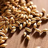 Солод Château Aroma - Шато Арома 1кг - Castl Malting Бельгія - солод ячмінний спеціальний, фото 2