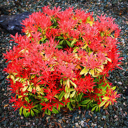 Пієріс японський Форест Флейм / Pieris japonica Forest Flame, фото 2