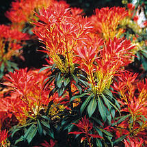 Пієріс японський Форест Флейм / Pieris japonica Forest Flame, фото 2