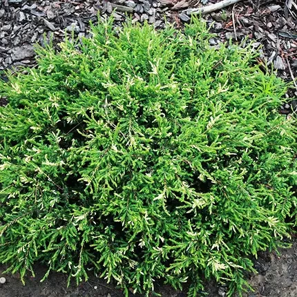 Саженці Ялівцю звичайного Спотті Спридер, 4-х річний (Juniperus communis Spotty spreader) С3
