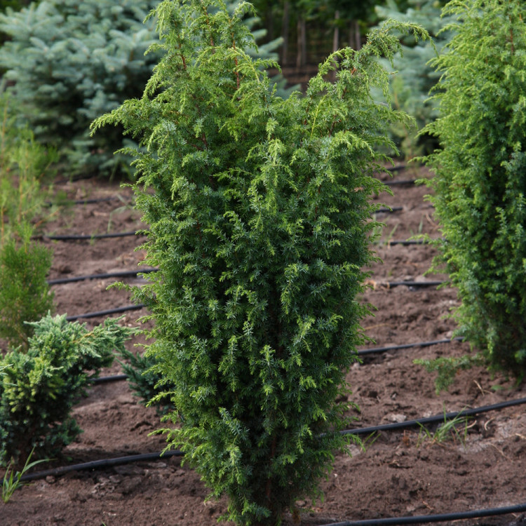 Саженці Ялівця звичайного Суецика, 4-х річний (Juniperus communis Suecica) С3