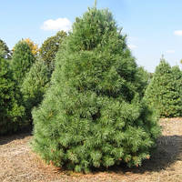 Саженцы Сосны Веймутовой (Pinus strobus) 3-х летняя С3