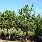 Саженці Сосни Тунберга (японська чорна) (Pinus Thunbergiii) 3-х річна С3, фото 3