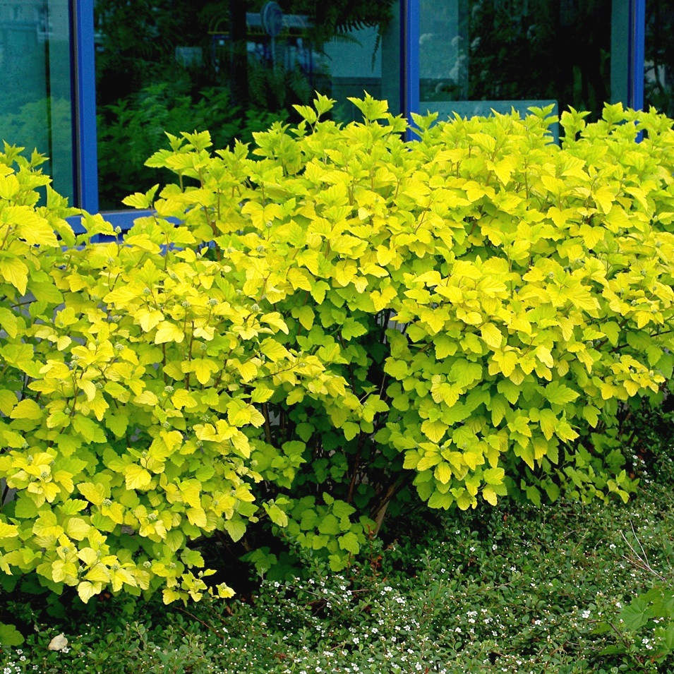 Саджанці Пухироплідника калинолистого Лютеус (Physocarpus opulifolius Luteus) 3-х літній С3