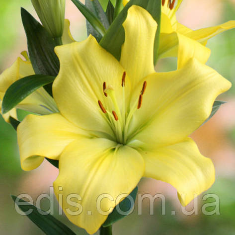 Лилия LA гибрид Yellow miracle (Еллоу миракл) 1 луковица 14/16, фото 1