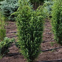 Саженці Ялівця звичайного Суецика (Juniperus communis Suecica) 3-х річний С3