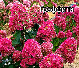 Гортензія Граффіті (Hydrangea pan. Graffiti)  в конт. 8л, фото 2