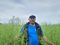 Семена рапса Грим ( озимый рапс ГРИМ ВНИС). 