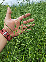 РІПАК ПІД РАУНДАП (МАЖОР ПРЕМІУМ). РІПАК ЯРИЙ ПІД ГЛІФОСАТ "МАЖОР ПРЕМІУМ". НАСІННЯ РІПАКУ [МАЖОР ПРЕМІУМ], фото 3