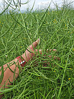 Ярий ріпак (МАЖОР ПРЕМІУМ). Ріпак ярий під гліфосат "МАЖОР ПРЕМІУМ". Насіння ярого ріпаку [МАЖОР ПРЕМИУМ], фото 4