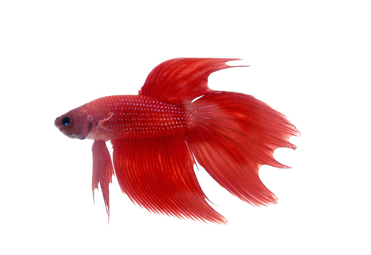Вінілова наклейка Betta fish, N107663.
