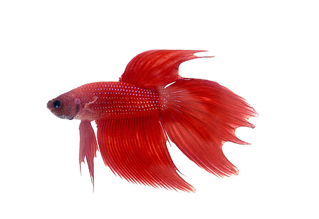 Вінілова наклейка Betta fish, N107663., фото 1