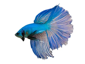 Вінілова наклейка Betta fish, N1300M.