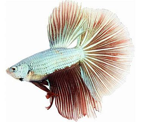 Вінілова наклейка Betta fish, N13113.