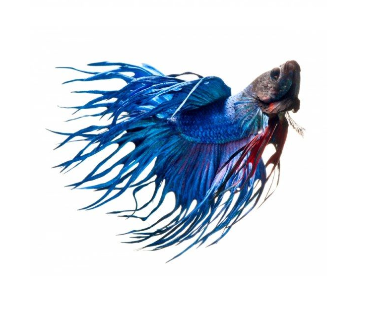 Вінілова наклейка Betta fish, N13106.