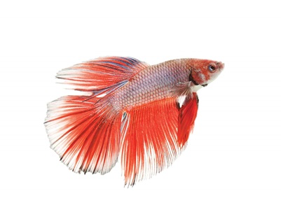Вінілова наклейка Betta fish, N1300Q., фото 1