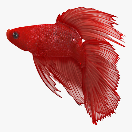 Вінілова наклейка Betta fish, N1300P., фото 1