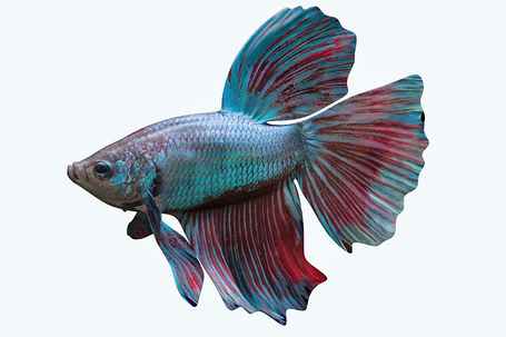 Вінілова наклейка Betta fish, N13000., фото 1