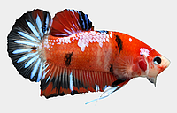 Декоративная наклейка Betta fish, N107662. Виниловые наклейки