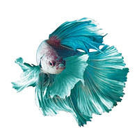 Декоративная наклейка Betta fish, N107661. Виниловые наклейки