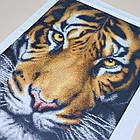 ЗПТ-015 Тигр, набір для вишивання бісером картини, фото 2