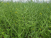 РІПАК ПІД РАУНДАП (МАЖОР ПРЕМІУМ). РІПАК ЯРИЙ ПІД ГЛІФОСАТ "МАЖОР ПРЕМІУМ". НАСІННЯ РІПАКУ [МАЖОР ПРЕМІУМ], фото 4