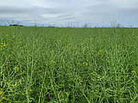 Насіння ярого ріпаку під гліфосат. Ріпак ярий Гектор РС., фото 4