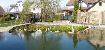 Водні рослини для ставка 