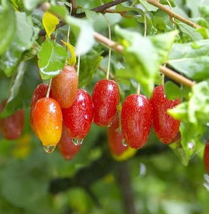 Саджанці гумі сорт "Сахалінське", 2 років., 60-120 см,пакет 3.5 л, фото 1