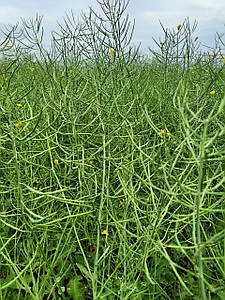 Ярий ріпак АКСЕЛЬ 85 днів. Насіння ярого ріпаку 45ц/га. Класичний ріпак Аксель.